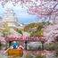 Travel is in full bloom during cherry blossom season